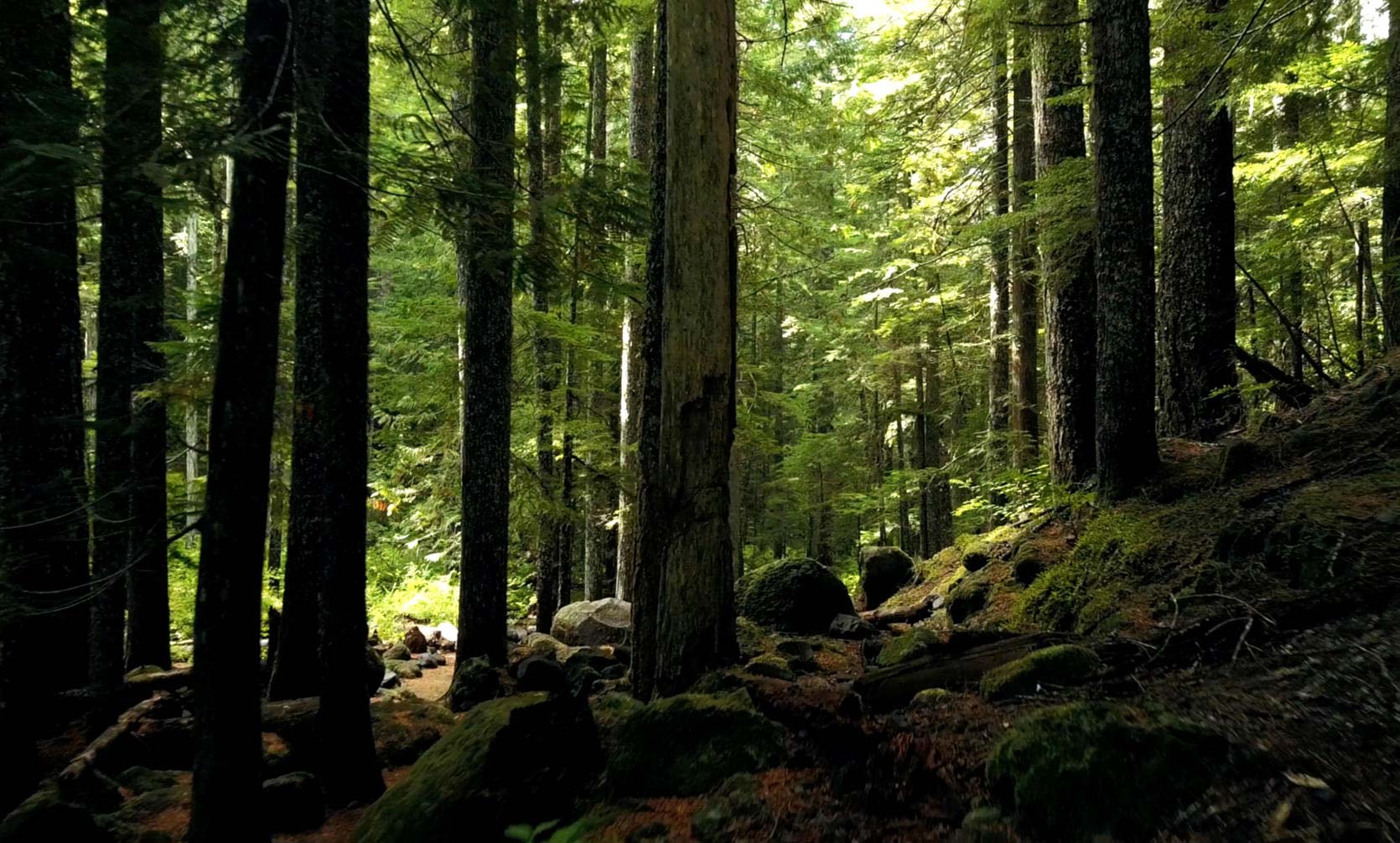 bosque sostenibilidad torresol